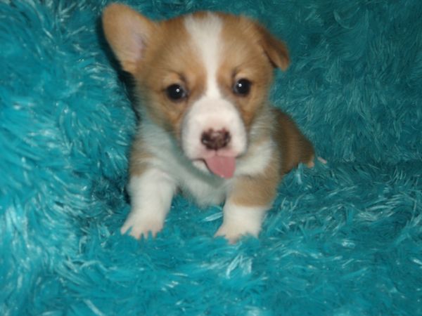 Willow's M1
Red/White Little boy Born 6/10/2022.
HE IS APRI Registered and will come with his Pedigree. His mom is Willow and his dad Joker. All details about the babies are at the top of this page. Very cute and curious. He will be very red. $700.00 ~~~AVAILABLE~~~