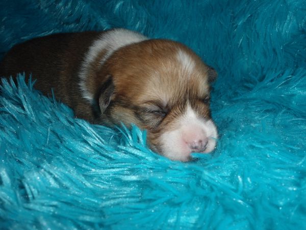 Marcie's M1
Red/White little boy born 11/5/2021. He is APRI Registered. His mom is Marcie and his dad is Charlie. Both can be seen on the "Meet the Parents" page . All the details about the babies are at the top of this page. $900.00 ~~~AVAILABLE~~~