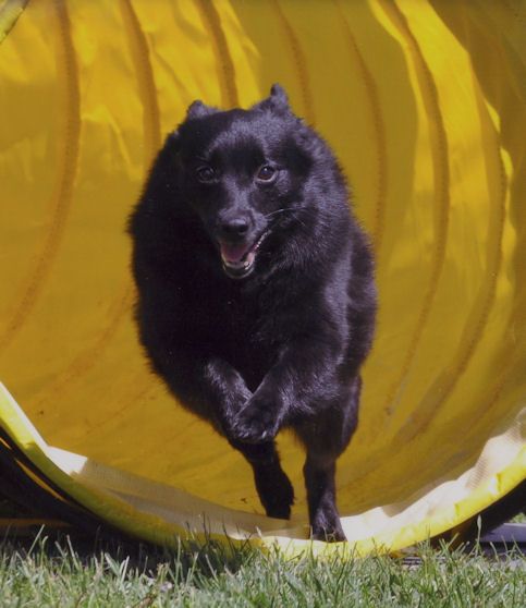 The highs and the lows of this wonderful sport with Schipperkes.