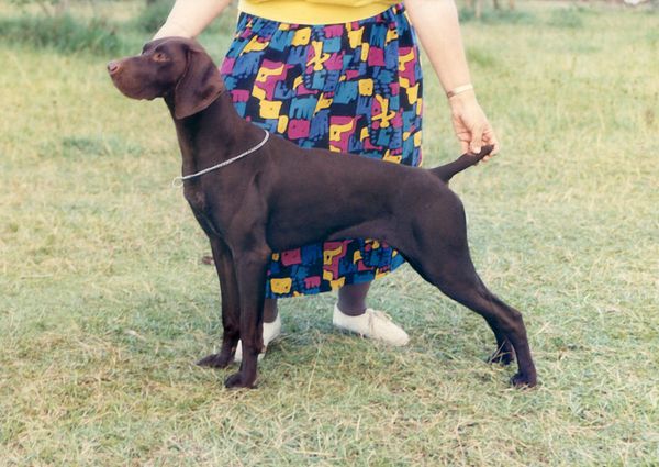 Ch Gillbrae Bewitched -
"Sammy"
Winning Best in Show
All Breeds
Owned by Jenny Robb, Spezia Kennels
