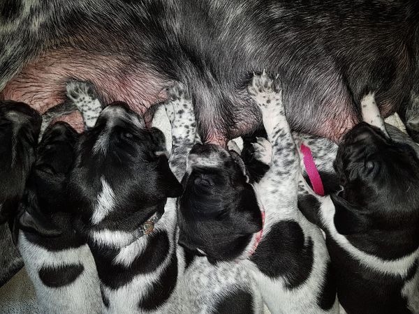 Born 3rd November 2019
2 Boys 7 girls, 8 Black and Whites 1 Brown and White