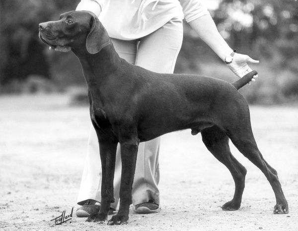 Ch Birdacre Heine CD
Sire: Ft Ch Althof Axel Dam: Ch Birdacre Kara
Heine was our first GSP purchased from Alan and Betty Kindle of Birdacre Kennels. He was our introduction into the world of Pure Bred Dogs.