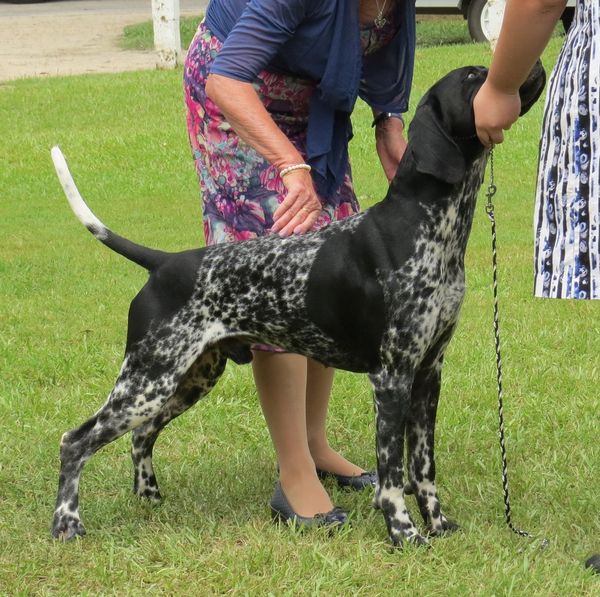 Ch Gillbrae Celtic Worrier Prince (AI)