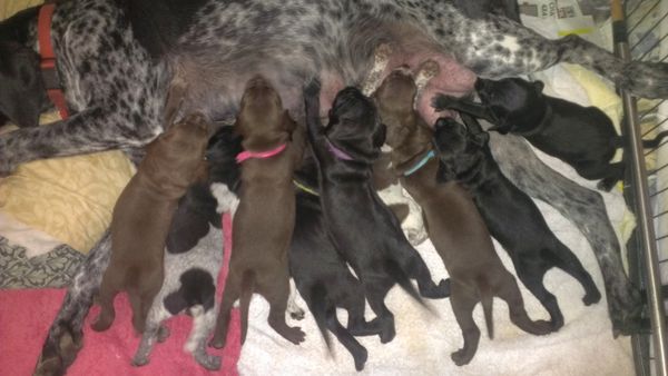 Lilly's babies nearly three weeks old.