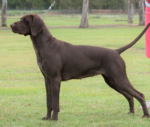 Ch Gillbrae Hi Calypso Angel (AI)