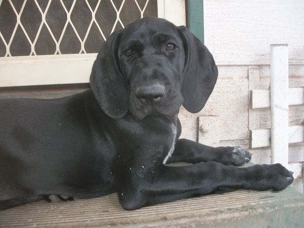 Gillbrae Charlies Angel "Halo"
Sire: Gillbrae Lucky Strike
Dam: Pfetchen Ndala Black Rose