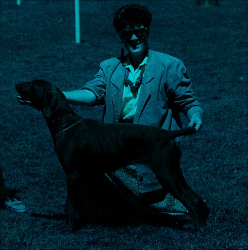 Ch Gillbrae Empire Rose - "Rose"
Sire: Ch Hillanhi Ardmore (Imp.UK)
Dam: Ch Gillbrae Play'n Our Song