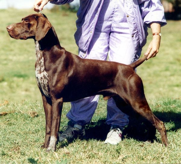 Ch Gillbrae Body'n Soul - "Gus"
Owned by David and Jenny Toyer