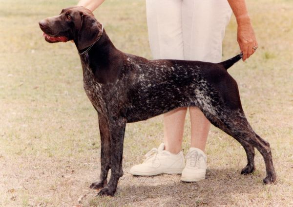 Ch Gillbrae Cody's South'n Belle -
"Scarlett"