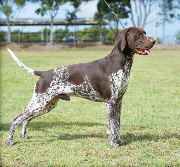 CH GILLBRAE MY COLONIAL BOY (AI)
"Jack"
