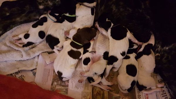 Nine (9) beautiful babies have arrived safe and sound, 2 boys both Black and white and 7 Girls, 1 Brown and white and 6 Black and white.