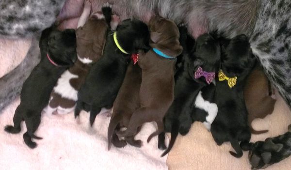 Lilly's pups 2 days old.