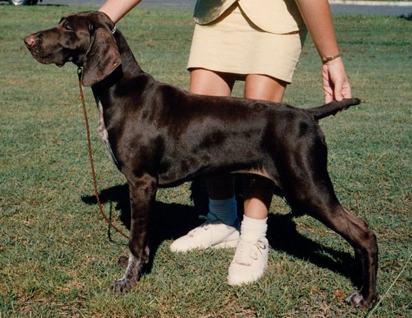 Gillbrae Body'n Soul -
"Gus", aged 6 months