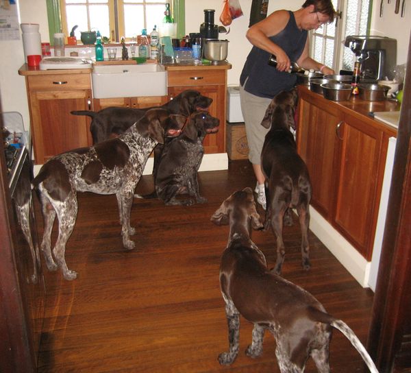 Dinner time at Gillbrae Murwillumbah. Two adult entire males, two adult females and a female puppy. what a family gathering.