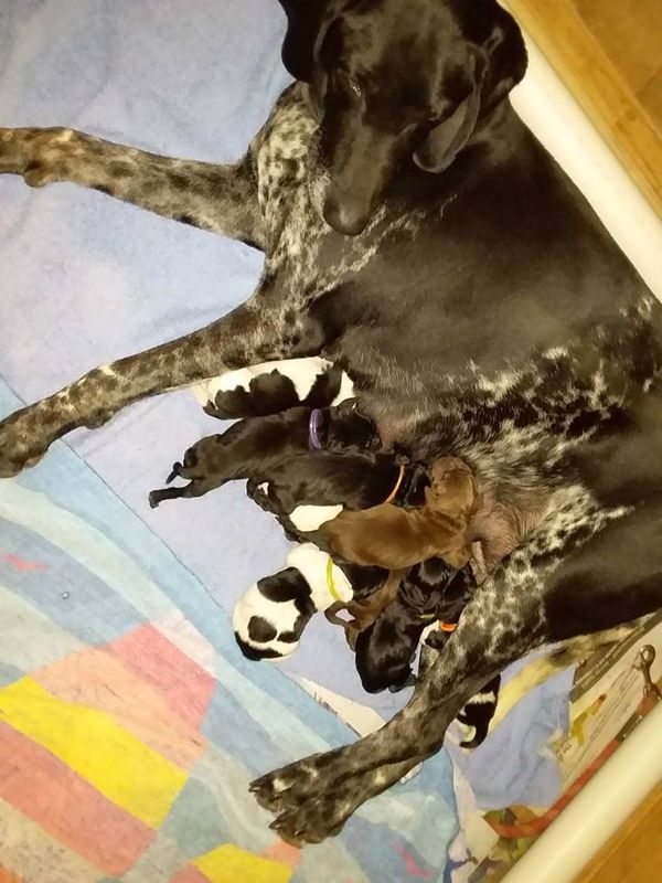 10 Puppies arrived 31st October 20180
4 Males and 6 Females