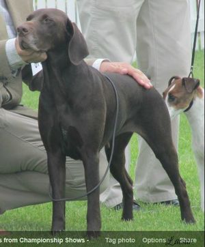 Irish Sh Ch & Int Ch Kalivar Dusky Rose Jnr Ch