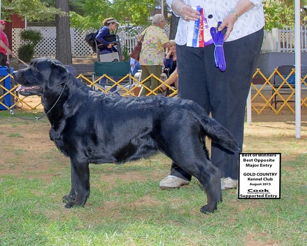 Lucy 3 point Major
Gold County KC
Under Judge Virginia Lyne