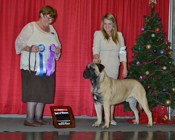 "Soundviews Breakin' The Bank" WD/BOW two days at the Cascade Bullmastiff Specialty and GCCKC for two major wins! Ringo only needs one point for his AKC Championship!