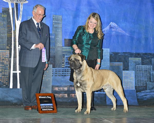 New CH
Ringo finished his Championship at just 17 months old. He finished with Four Major wins and WD/BPIS/BPISS! We are SO proud of this boy! We lost this boy WAY to soon. Cancer is just as ugly in our pets as it is in humans. We miss this special boy and just weren't allowed enough time with him.