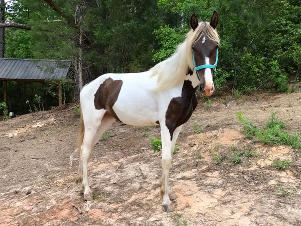 "Duchess" Rocky Mountain and Spotted Saddle Horse foaled on 05/24/2015. 15.3hh. 1 foal