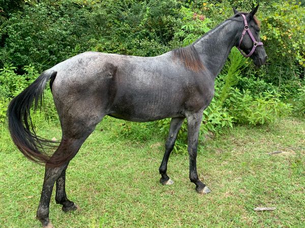 Saphira is a 5 year old TWH/Saddlebred mare.
In foal to Sonny Boy. Due April 2021