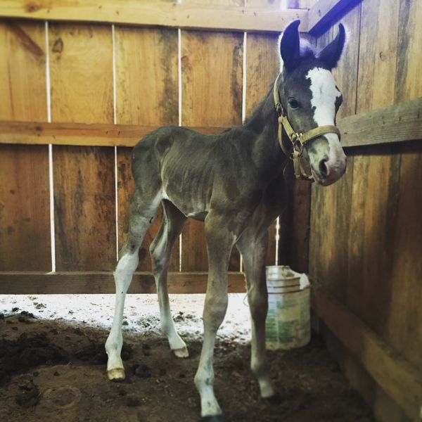 Push's Bleu Demon x Push's Prancing Storm - Foaled 05/26/2016
Meet Beau!! This little guy is the first colt ever born here at Ruffin Farms! He's a spry little fella. Curious, yet cautious, he takes every opportunity to explore his surroundings. We're getting a kick out of watching him discover all the new sights and sounds that live outside of mom's belly.
Beau is designed to be in a class of his own. He's a big boy, easy going, and expected to have a smooth ride.