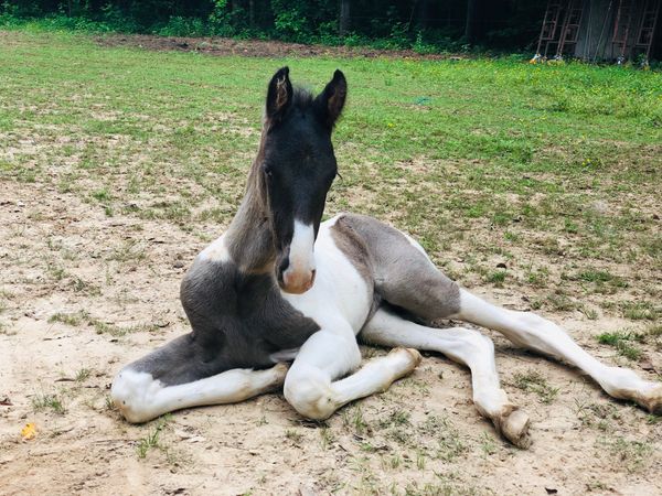 Lucky x Duchess
Foaled 05/03/2019
Meet Remington “Remy”, a curious little gentleman. 102 pounds and 10.1hh at birth, this little guy is a carbon copy of his mom. It doesn’t look like he got the silver dilution gene. But we’re testing now to determine his color. Check back for the results!