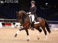 Midnight Magic WRF
Supremat OLD x Uphill x Jazz
Mare is Grand Jewel WRF who was the 2011 Champion filly at Dressage at Devon.
Colt born 04/17/2017
Available for sale at www.windyridgefarm.com