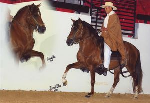 CM Innovacion
(RSV Inolvidable x Luna Nevada CM)
Champion of Champions Breeding Stallion Regional Laureado Breeding Division