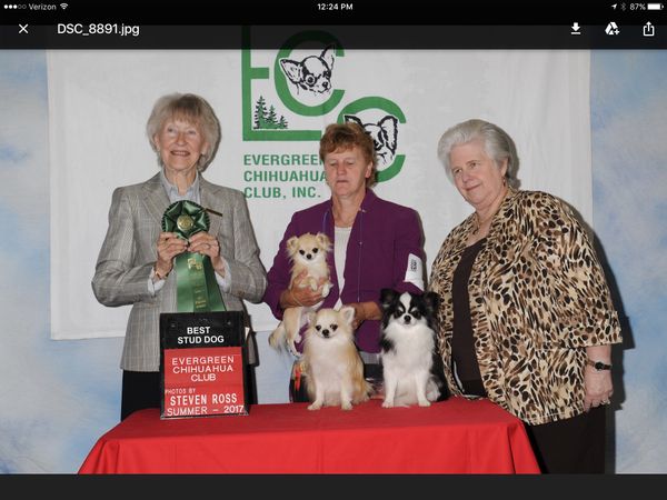 Charger - Best in Specialty Show Stud Dog with Price and Barcode.