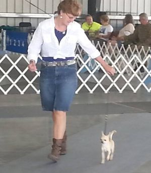 Sylvia Mattson, S.T.A.R. Puppy, CGC, CGCA and CGCU AKC approved evaluator with her Chihuahua Jaxx.