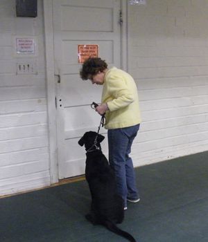 Sitting quietly while handler prepares to open door