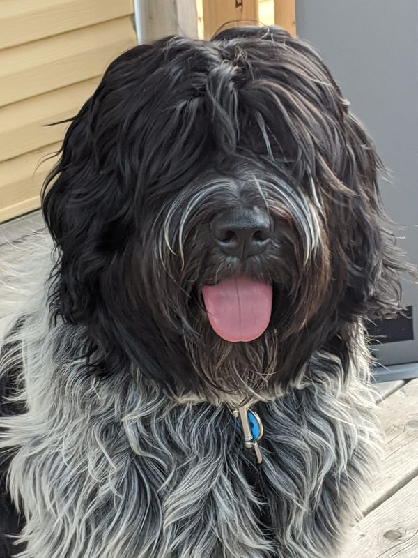 Schapendoes Charlie