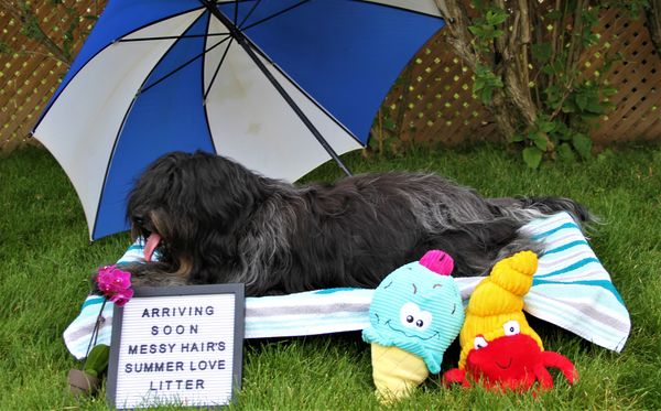 Audrey waiting to have her Summer Love Litter.