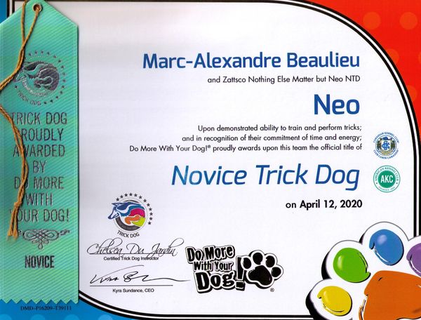 Schapendoes Neo, Novice Trick Dog title