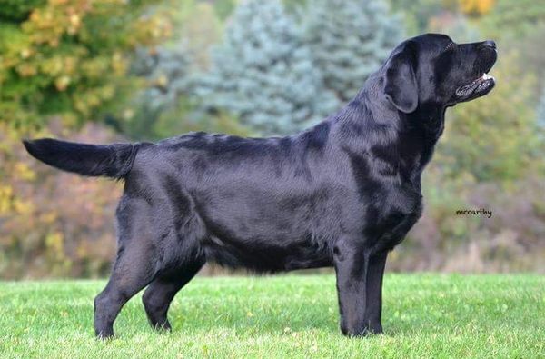 Ziva at 3 years, 10 months of age!