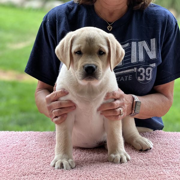 Yellow male puppy @ 9 weeks old from Gucci and RA litter!