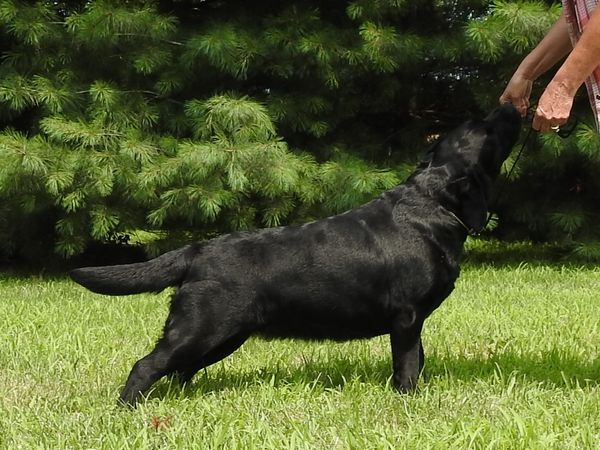 Benson - 2-1/2 years old!