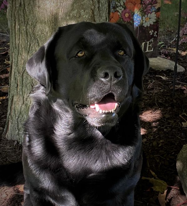 Dierks - 2 years old!
