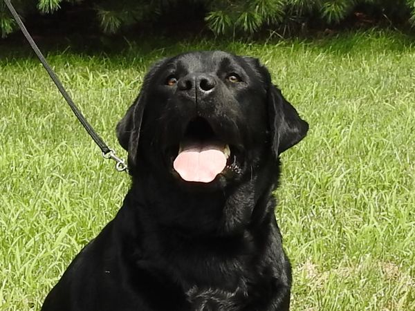 Benson - 2-1/2 years old!