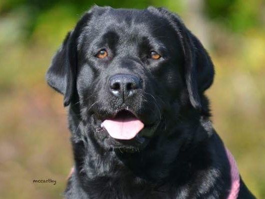 Ziva at 3 years, 10 months of age!