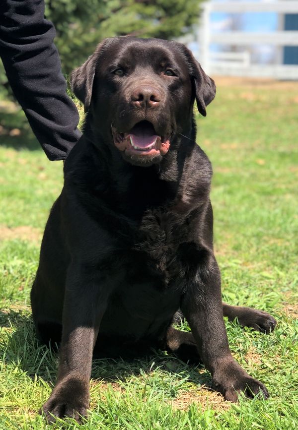 Barrett - head shot 15 months old!
