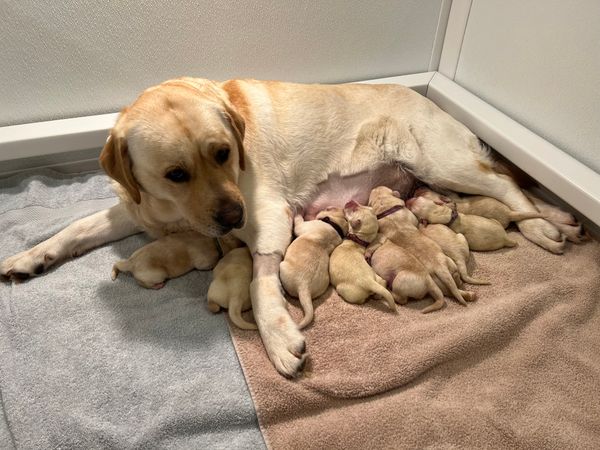Gucci and RA babies at 3 days of age!