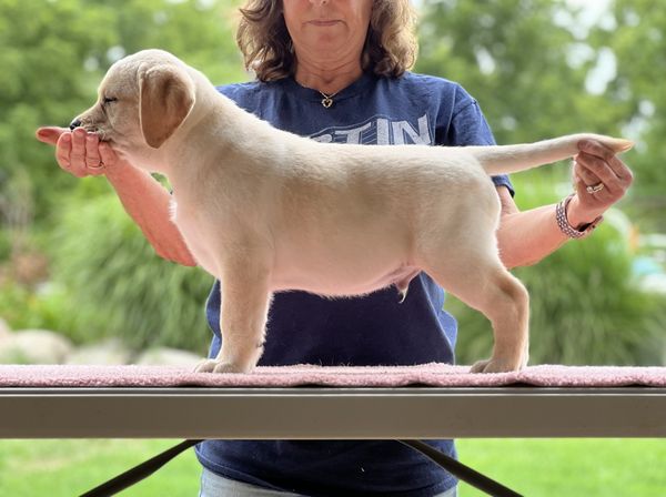 Yellow male puppy that is available as of 9/1/2022!