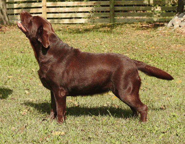 Allie - 2 years old!