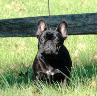 Tai at a local Bucks County Park