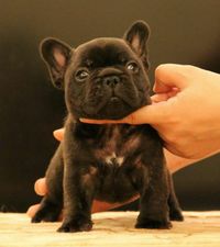 4-week old Tai