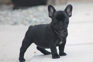 example of past brindle puppy