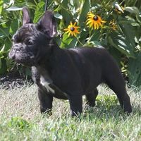 Siren at 16 weeks