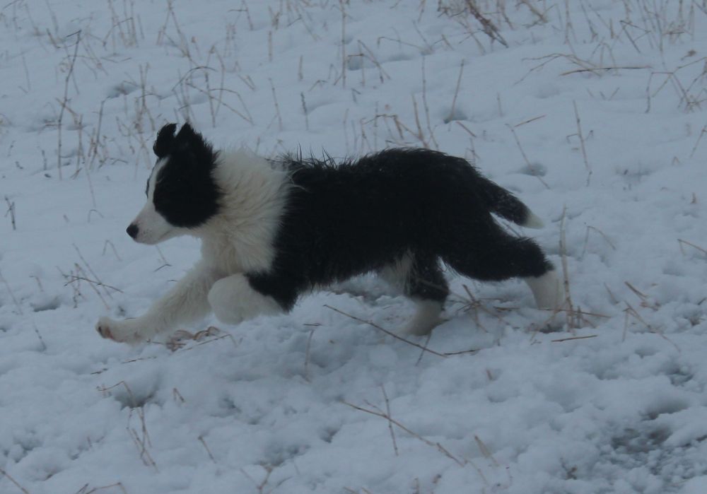 This is Pippa, Hollowshot Northern Light Sister to Lily